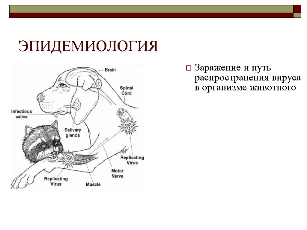 ЭПИДЕМИОЛОГИЯ Заражение и путь распространения вируса в организме животного